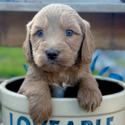 Labradoodle Puppy