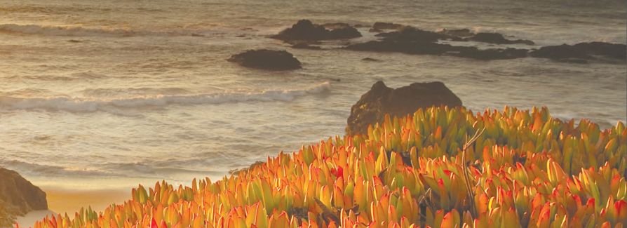 Ocean with rocks in water and plants on the shoreline