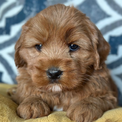 Labradoodle Puppy