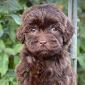 2018 Puppy